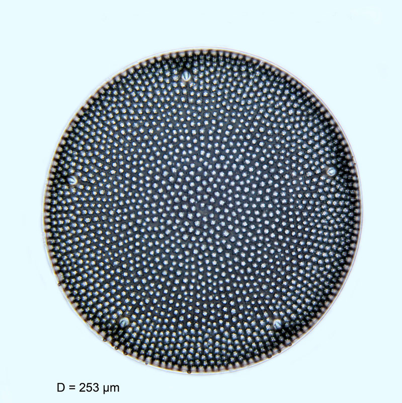 Aulacodiscus argus #53145