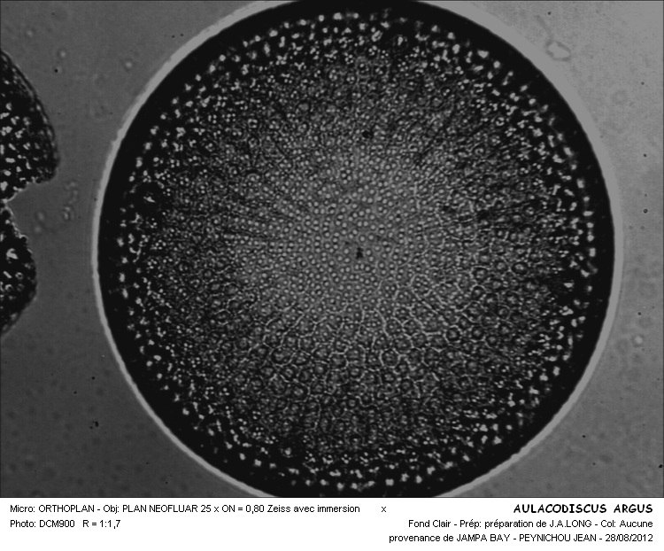 Aulacodiscus argus (Ehr.) A.Schmidt #28052