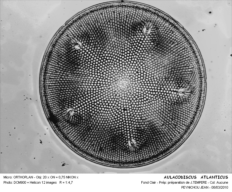 AULACODISCUS ATLANTICUS #32334