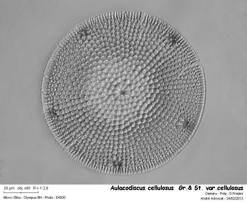 Aulacodiscus cellulosus  Gr.& St. var.cellulosus #29954