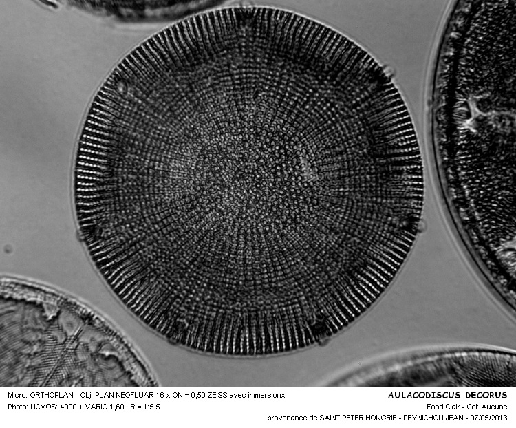 AULACODISCUS DECORUS #30995