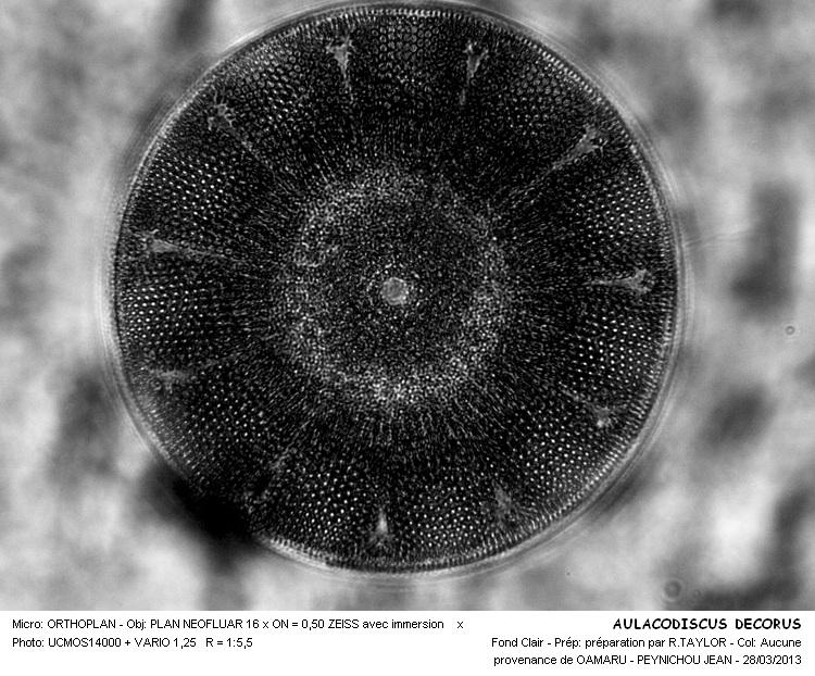AULACODISCUS DECORUS #30333