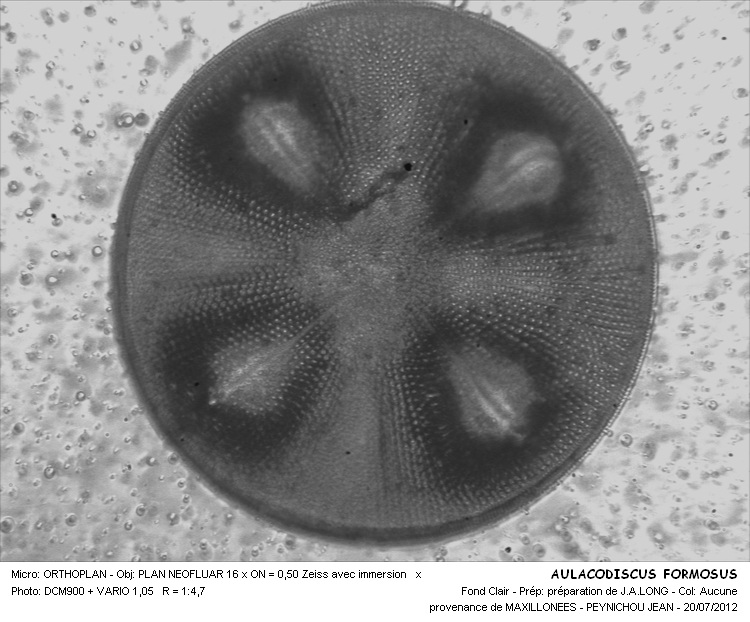 AULACODISCUS FORMOSUS #29955