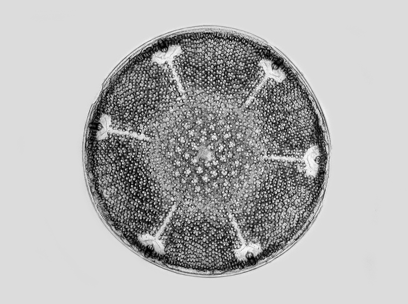 Aulacodiscus grunowi Cleve #48998