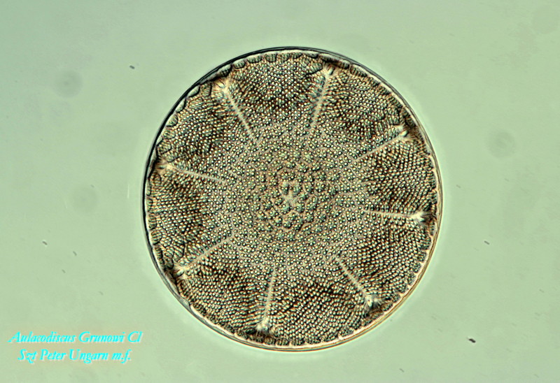 Aulacodiscus Grunowii #35619
