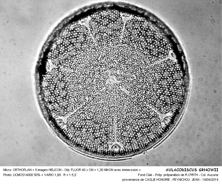 AULACODISCUS GRUNOWII #37240