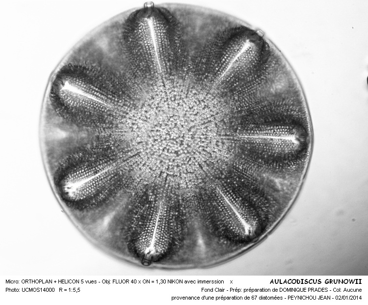 AULACODISCUS GRUNOWII #35490