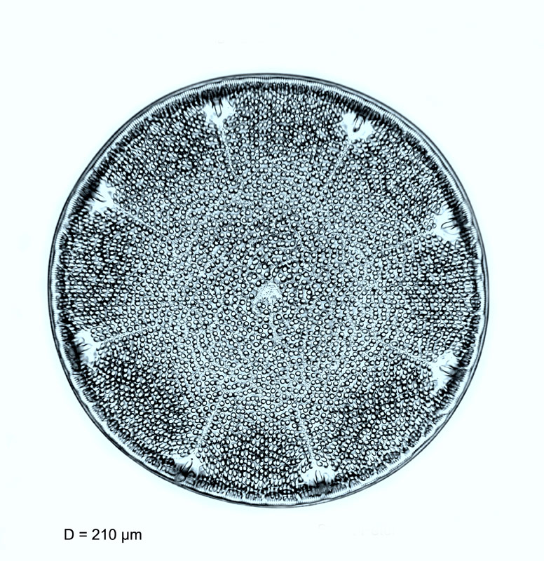 Aulacodiscus grunowii Cleve f. genuina #54440