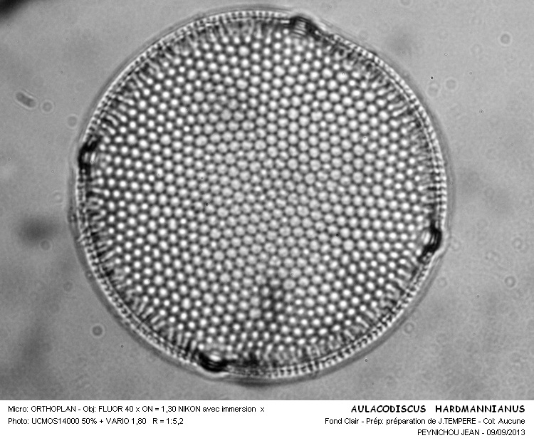 AULACODISCUS HARDMANIANUS #33692