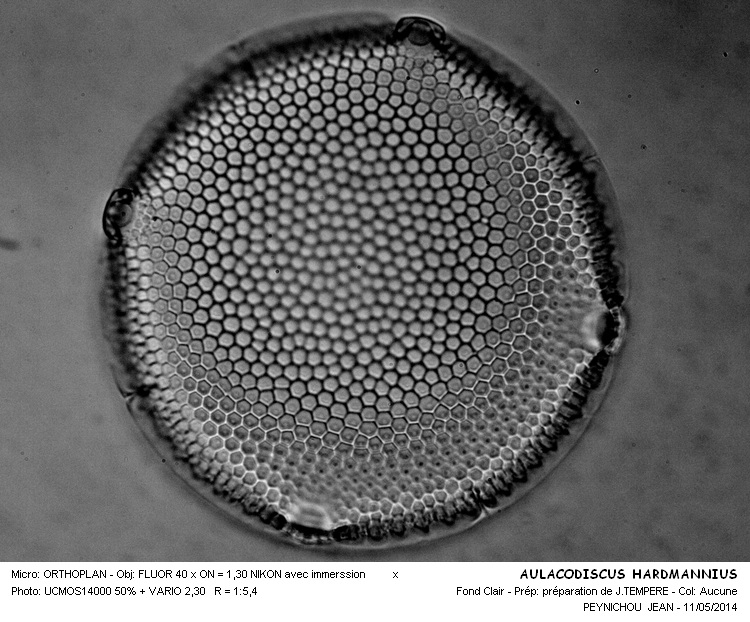 AULACODISCUS HARDMANNIUS #37503