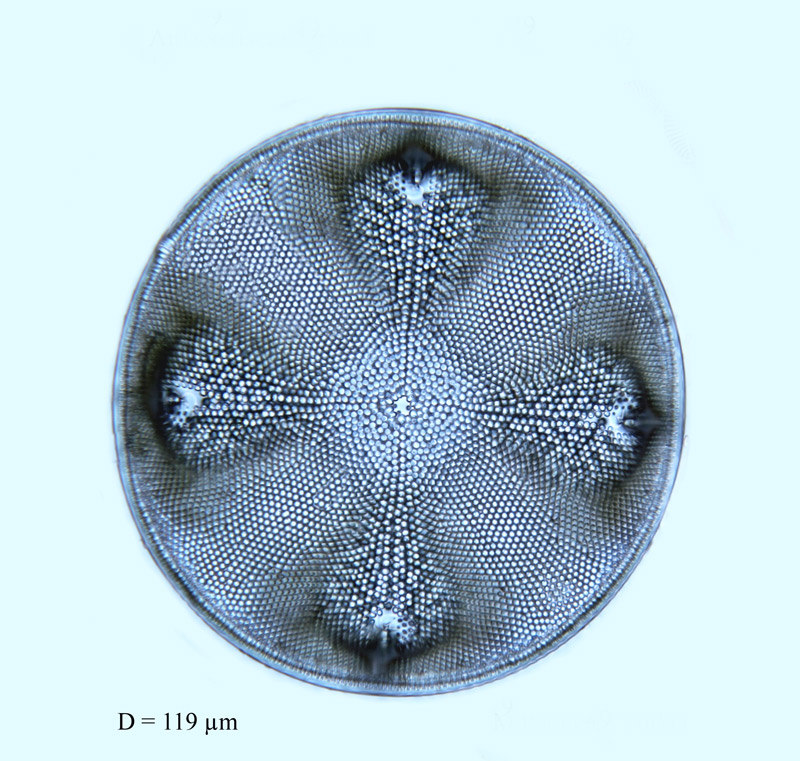 Aulacodiscus hirtus #56947