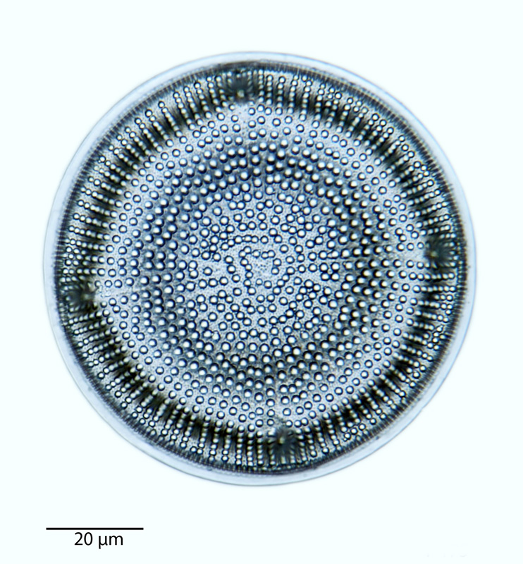 Aulacodiscus huttonii #40756