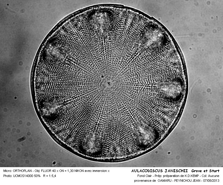 AULACODISCUS JANISCHII Grove et Sturt #33156