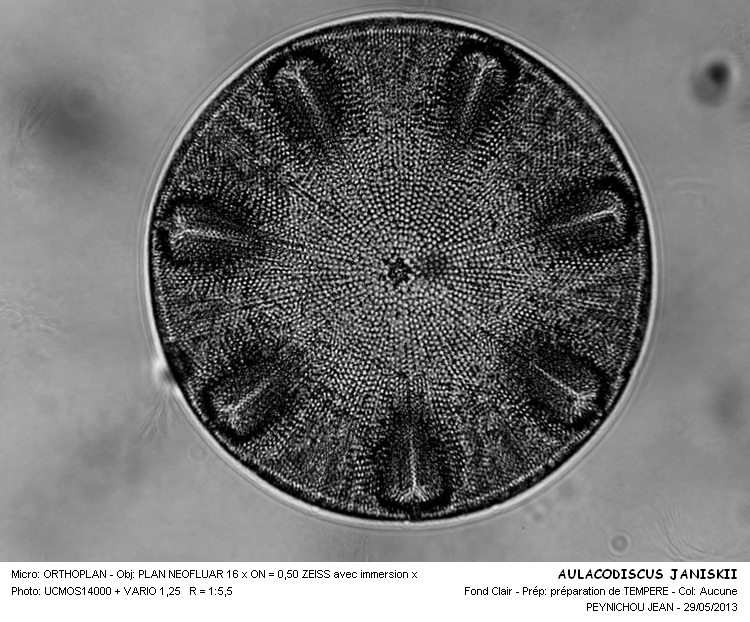 Aulacodiscus janischii Gr. & St. #31466