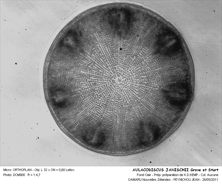 AULACODISCUS JANISCHII Grove et Sturt #32349