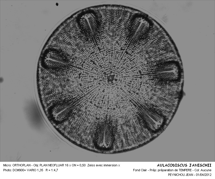 AULACODISCUS JANISCHII Grove et Sturt #32351
