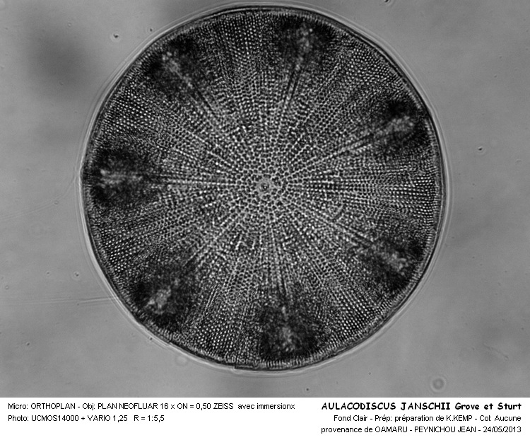 AULACODISCUS JANISCHII Grove et Sturt #32350