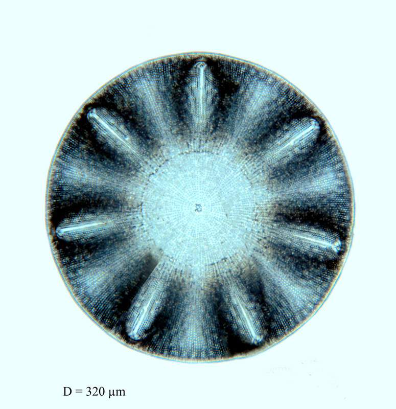 Aulacodiscus janischii #65021