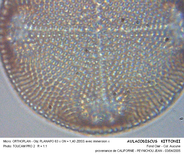 AULACODISCUS KITTONII #32356