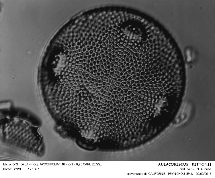 AULACODISCUS KITTONII #33688