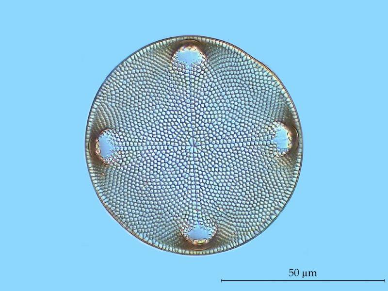 Aulacodiscus kittonii #57063