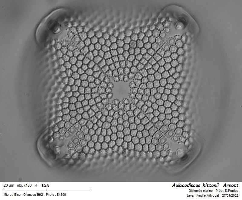 Aulacodiscus kittonii Arnott #69228