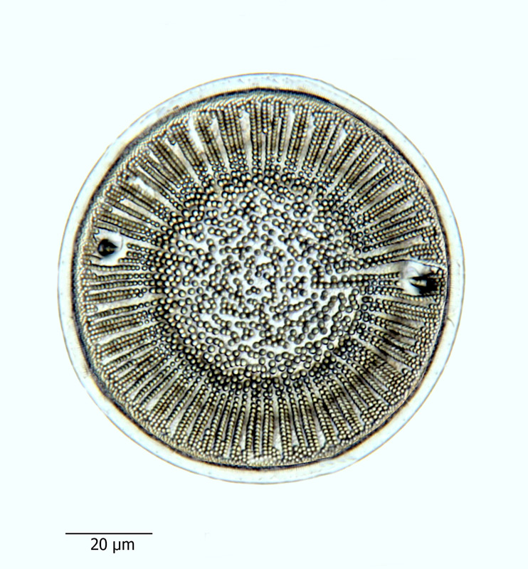 Aulacodiscus lemardeleyi #65666