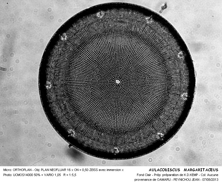 Aulacodiscus margaritaceus Gr. & St. #33151