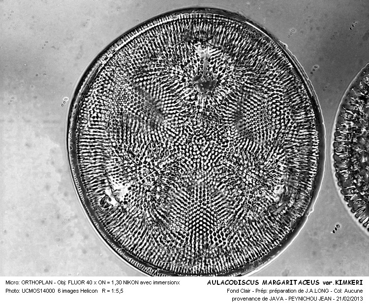 AULACODISCUS MARGARITACEUS var.KIMKERI #29923