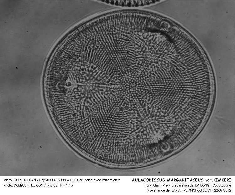 AULACODISCUS MARGARITACEUS var.KIMKERI #29922