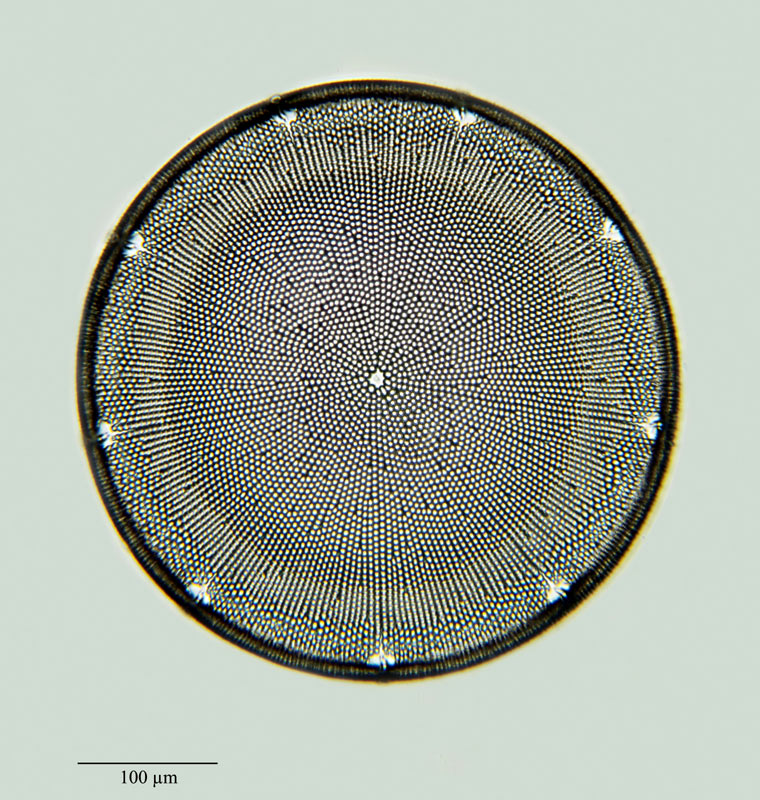 Aulacodiscus margaritaceus Gr. & St. var. undosa #24989
