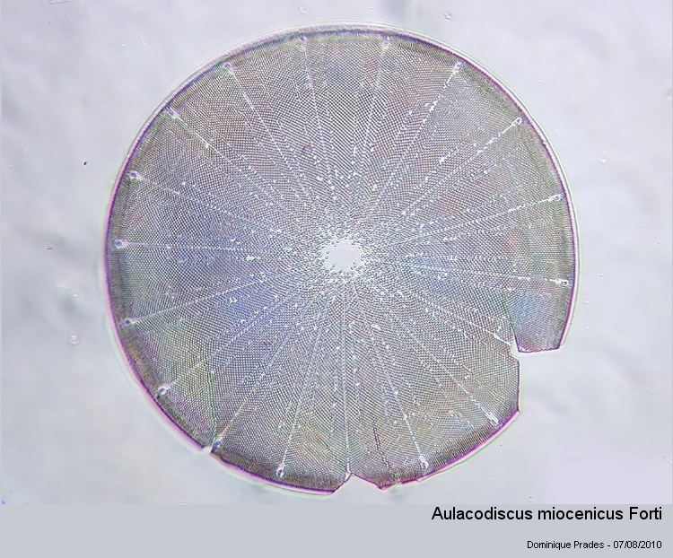 Aulacodiscus miocenicus Forti (= Temperea miocenica) #17523