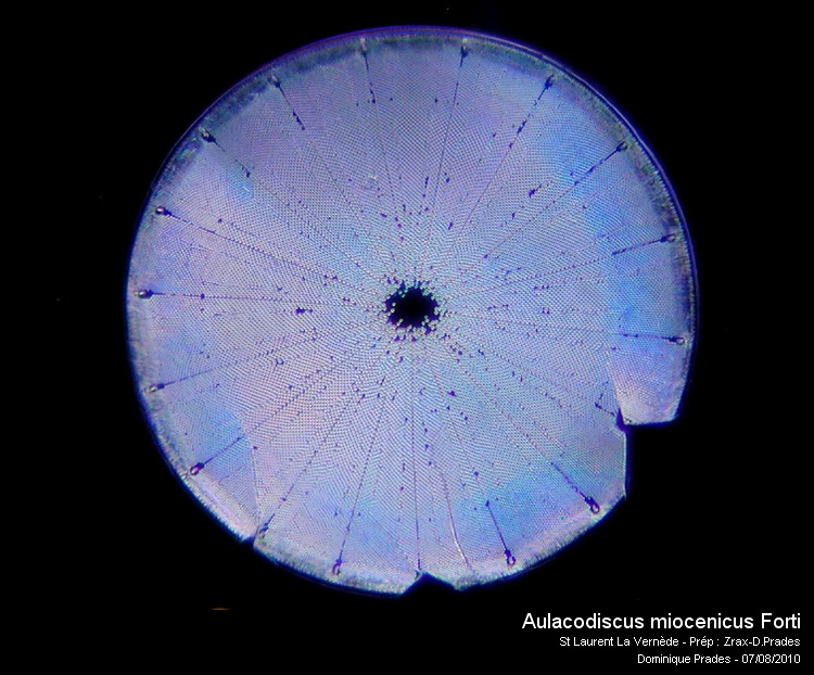 Aulacodiscus miocenicus Forti (= Temperea miocenica) #17524