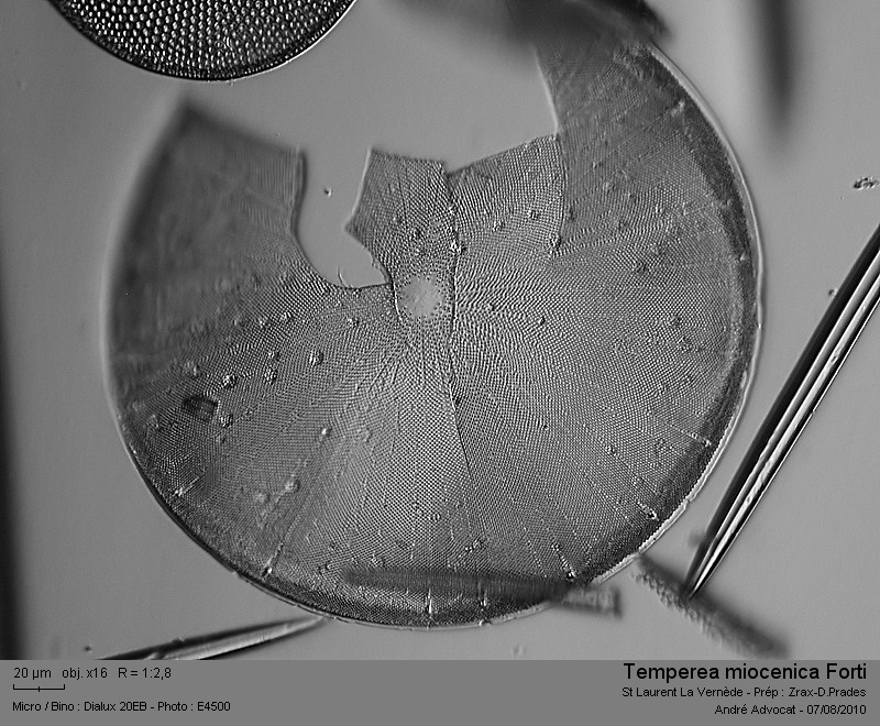Aulacodiscus miocenicus Forti (= Temperea miocenica) #17525