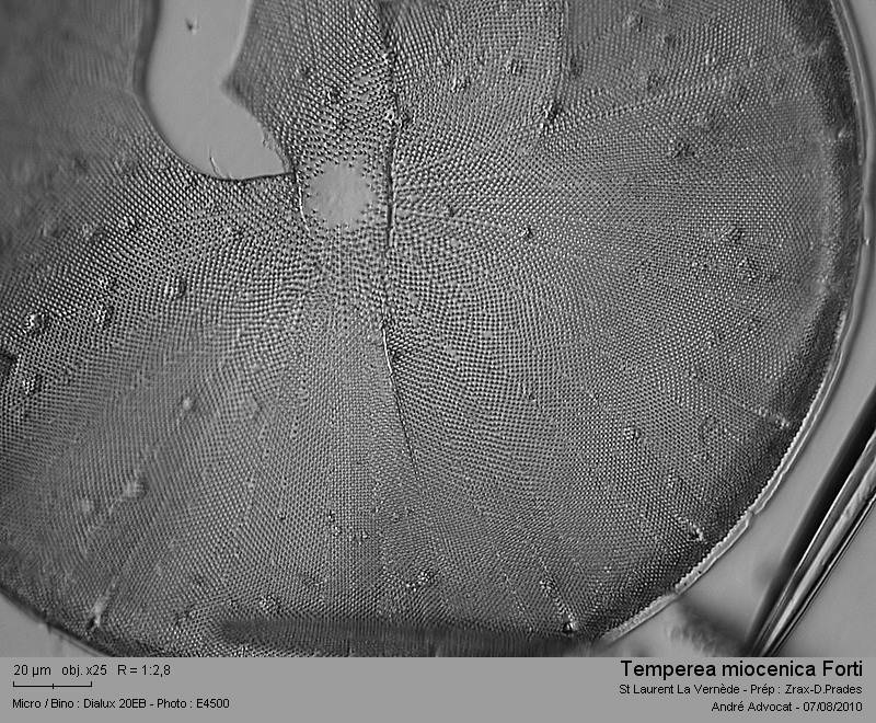 Aulacodiscus miocenicus Forti (= Temperea miocenica) #17526