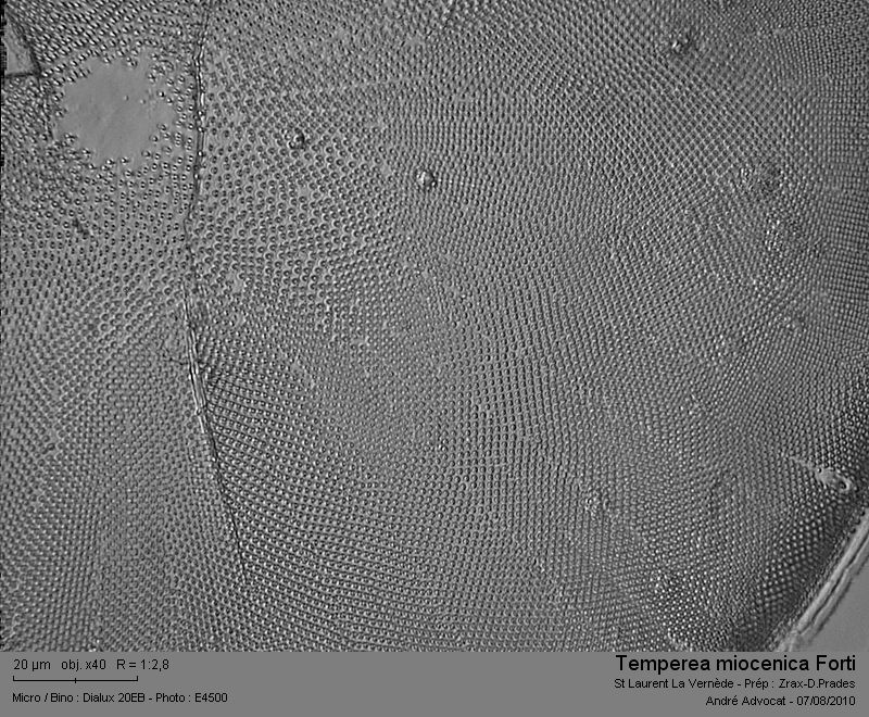 Aulacodiscus miocenicus Forti (= Temperea miocenica) #17527