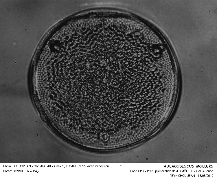 AULACODISCUS MÖLLERI #33572