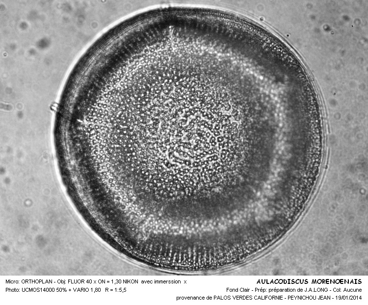 Aulacodiscus moronensis #35806