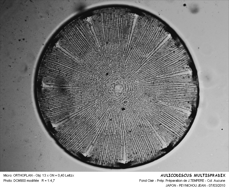 AULACODISCUS MULTISPADIX #32363