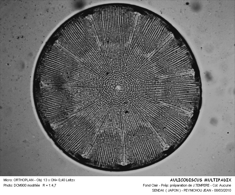 Aulacodiscus multispadix Tempère & Brun #14976