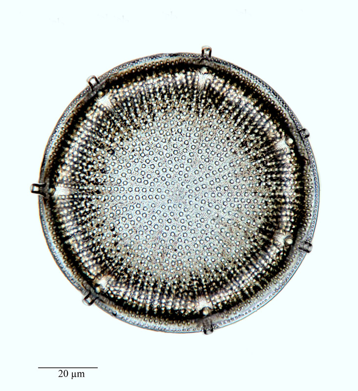 Aulacodiscus oamaruensis #64619