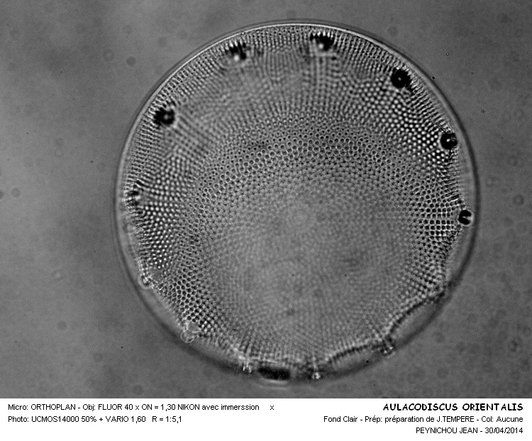 AULACODISCUS ORIENTALIS #37354
