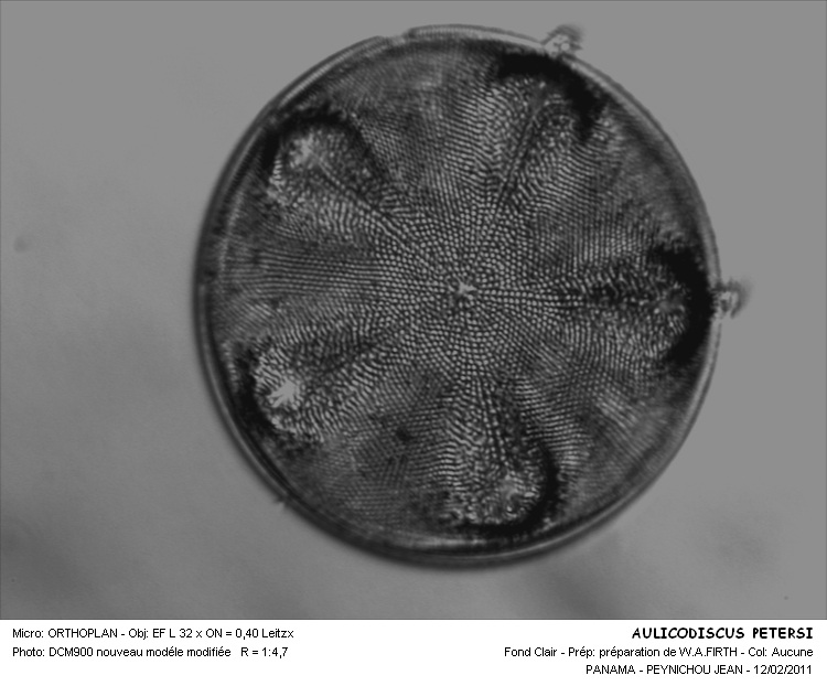 Aulacodiscus petersi Ehrenberg. #20538
