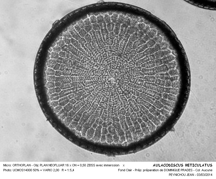 AULACODISCUS RETICULATUS #36620