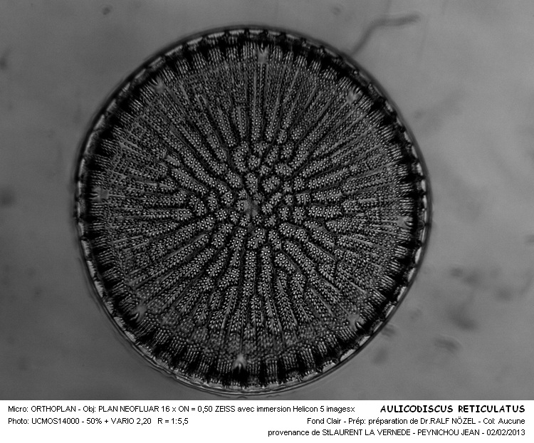 AULACODISCUS RETICULATUS #34625