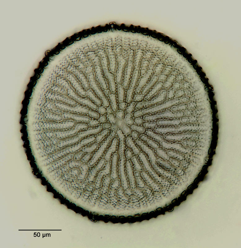 Aulacodiscus reticulatus Pant. #15381