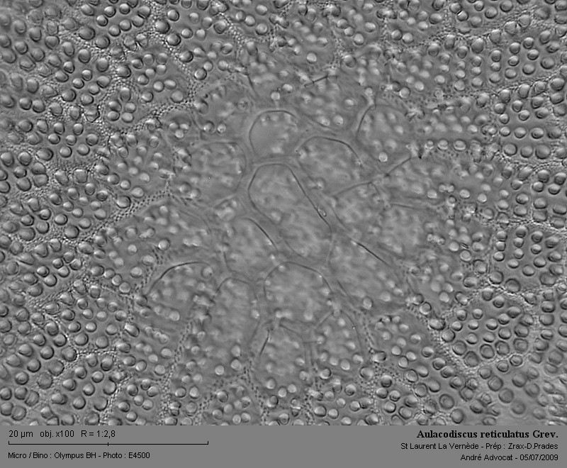 Aulacodiscus reticulatus Pantocsek #11621