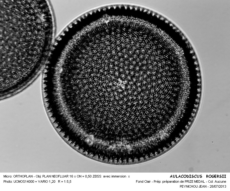 AULACODISCUS ROGERSII #32929