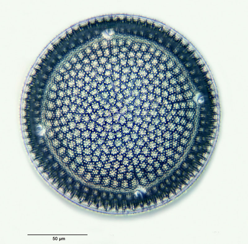 Aulacodiscus rogersii (Ehrenberg) Schmidt #27791