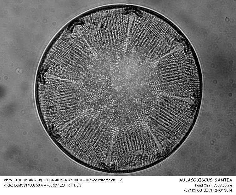 AULACODISCUS SANDIA #37285